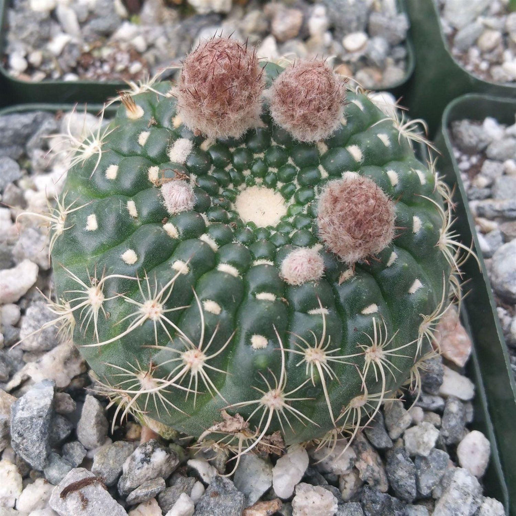 Notocactus concinnus