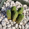 Crassula Columella