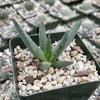 Aloe ramosissima