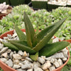 Aloe Black Gem – Alworthia Black Gem