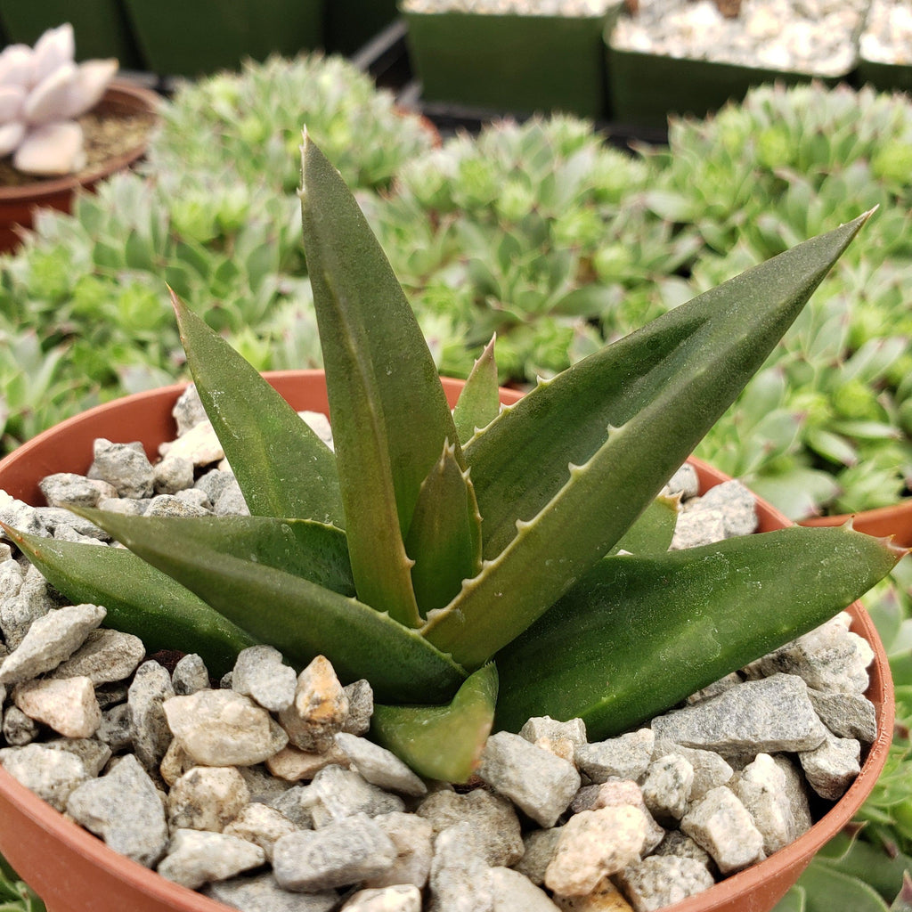 Aloe Black Gem – Alworthia Black Gem