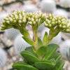 Crassula Spring Time