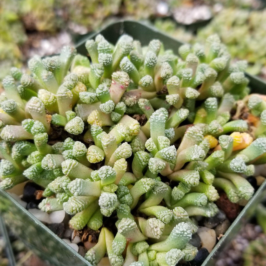 Neohenricia sibbettii