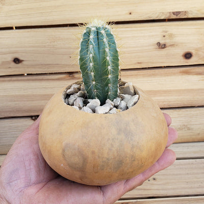 4 inch DIY Cactus Gourd Centerpiece arrangement