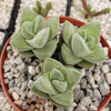 Crassula Moonglow