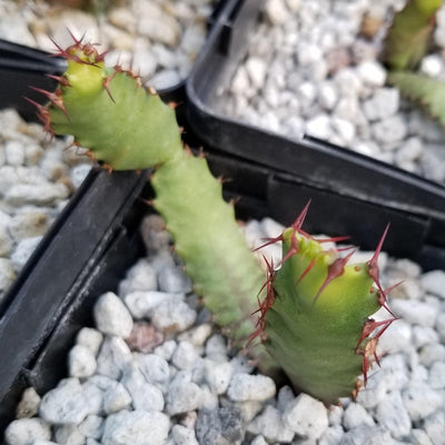 Euphorbia squarrosa
