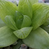 Haworthia planifolia