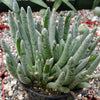 Senecio scaposus