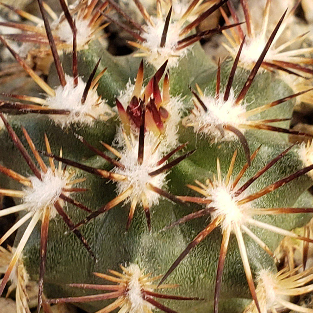 Echinocereus viridiflorus davisii