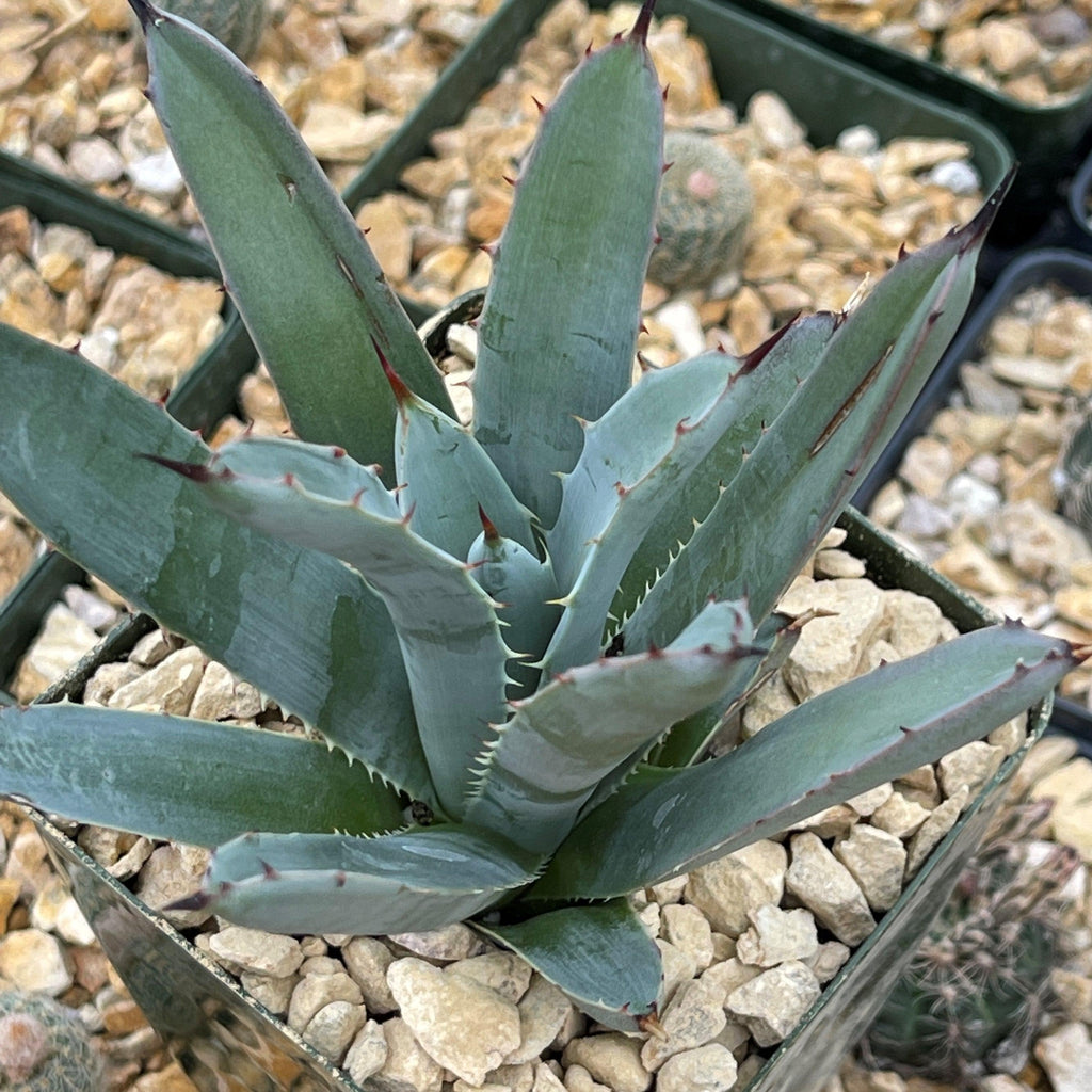 Agave macroacantha
