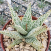 Aloe Diego