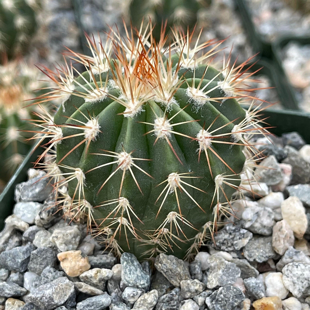 Melocactus guitartii