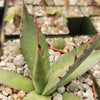 Agave shawii goldmeniana