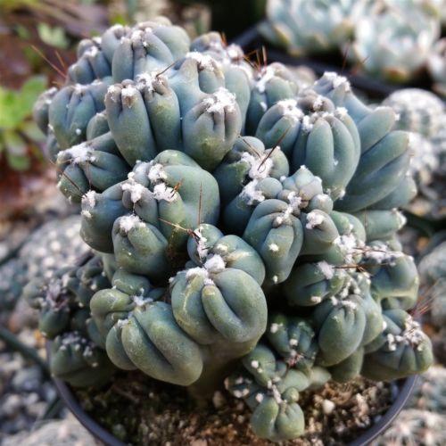 Cereus forbesii monstrose &