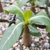 Adenium Obesum Shada