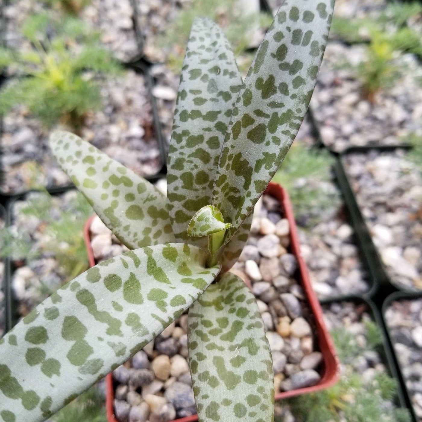 succulent with leopard spots Grab Scilla violacea Silver Squill Plant | Best-Quality