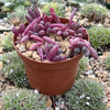 Ruby Necklace Plant &