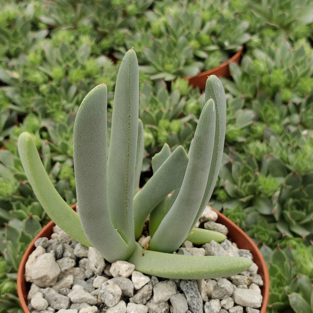 Carpet Weed - Cheiridopsis denticulata