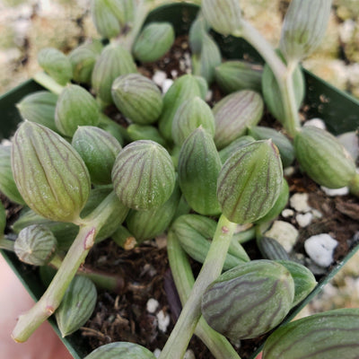 watermelon succulent Shop 'String of Watermelon – Senecio herreianus' Care and Growing Guide