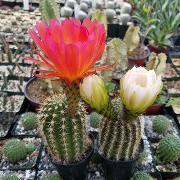 Torch Cactus