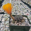 Lobivia arachnacantha