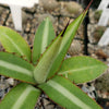 Agave lophantha splendida – Center Stripe Agave