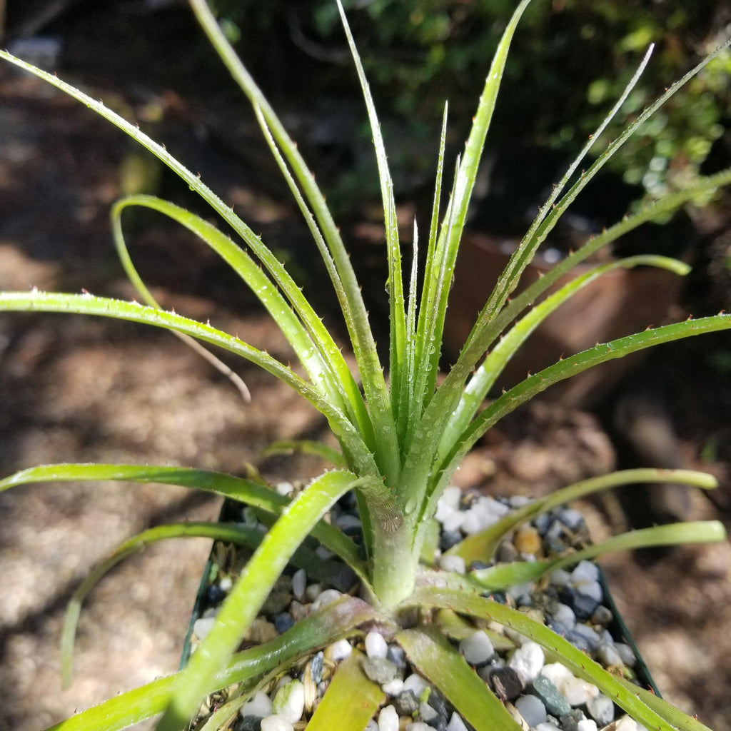 Puya mirabilis