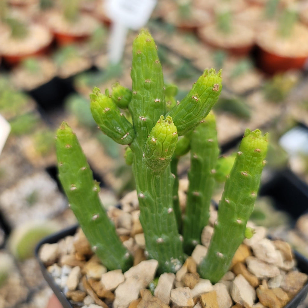 Monadenium ellenbeckii