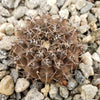 Gymnocalycium occultum