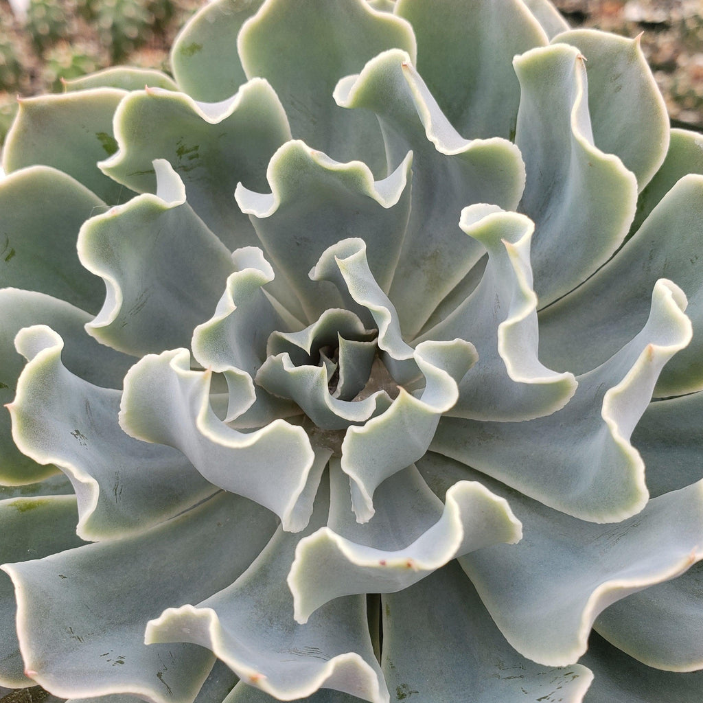 Echeveria Blue Frills