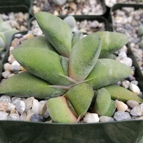 Gasteria glomerata