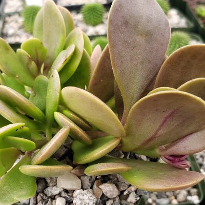 jade plant brown tips Shop 'Trailing Jade - Senecio jacobsenii' Care and Growing guide