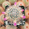 Mammillaria microhelia