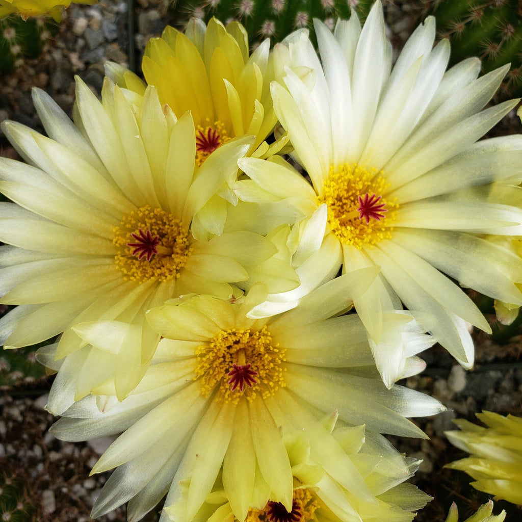 Sun Cup - Notocactus agnetae