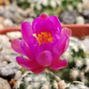 Mammillaria saboae haudeana