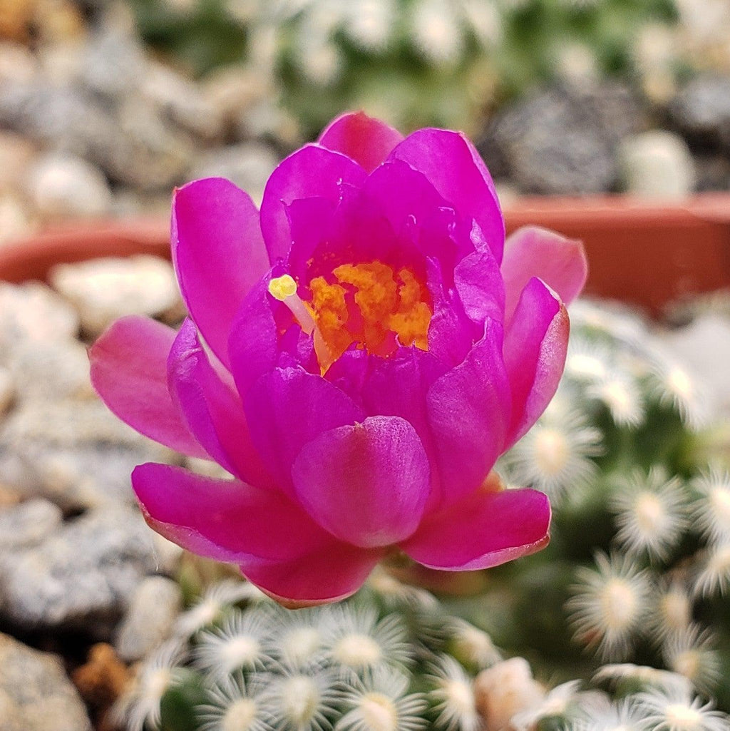 Mammillaria saboae haudeana