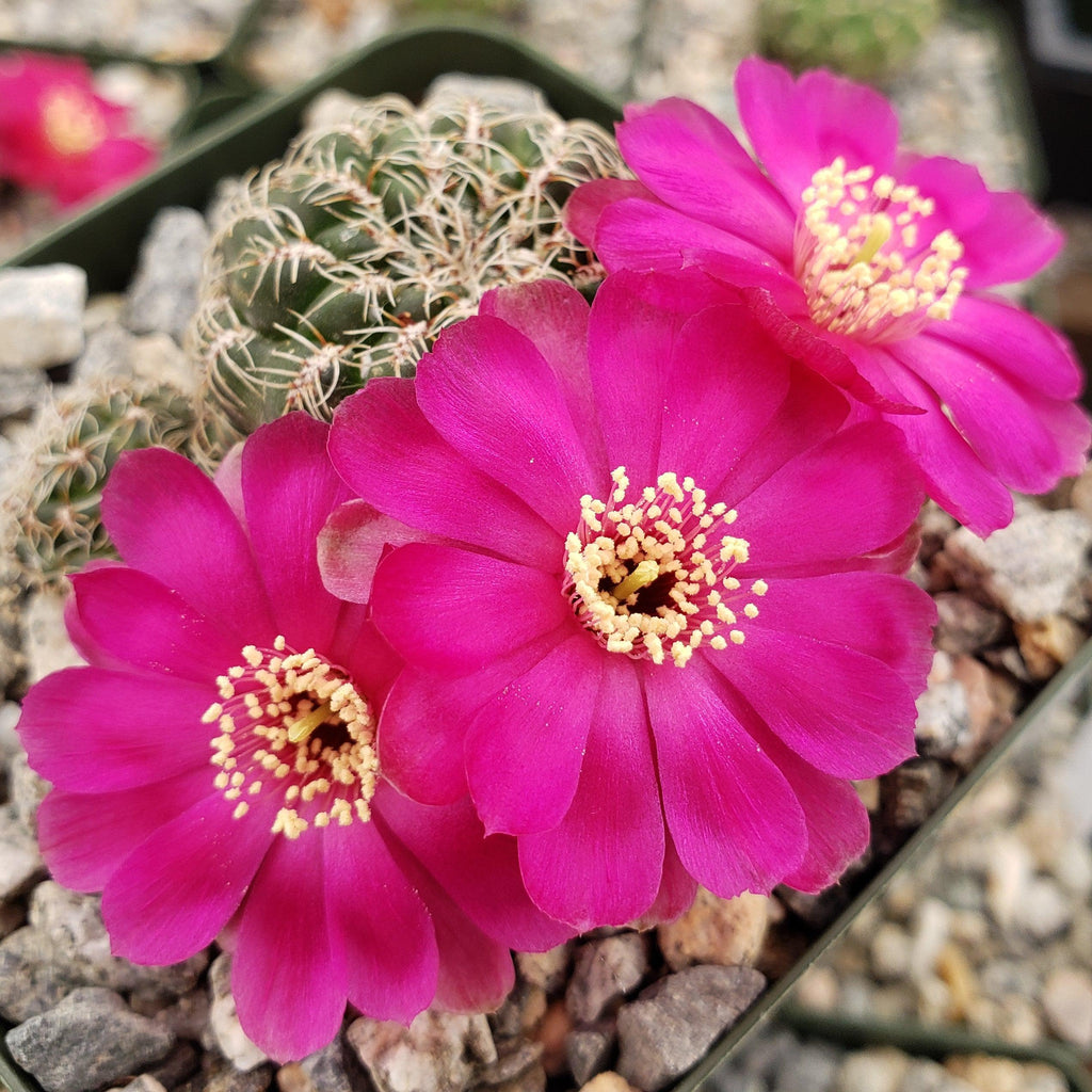 Sulcorebutia Zavaletae