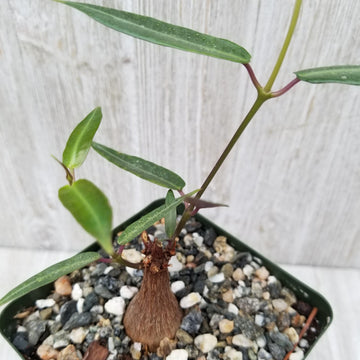 winter climbing plants for pots Buy Petopentia natalensis | Fast-Growing Climbing Plant