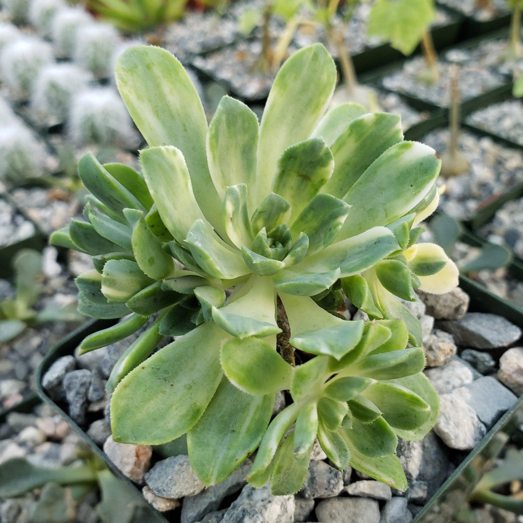 Aeonium castello paivae variegata Suncup