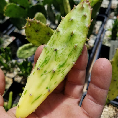 Sunburst Prickly Pear - Opuntia cochenillifera variegata Cutting