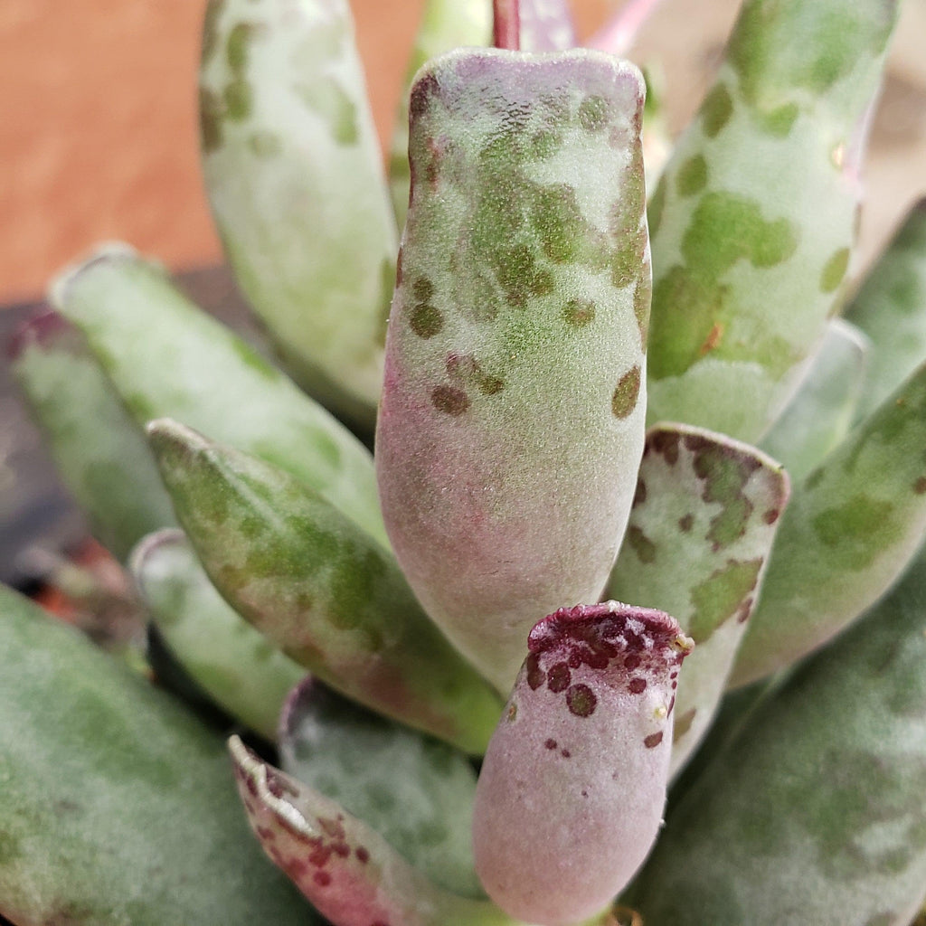 Adromischus festivus