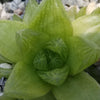 Haworthia planifolia