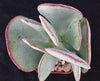 Silver Dollar Plant ‘Crassula arborescens&