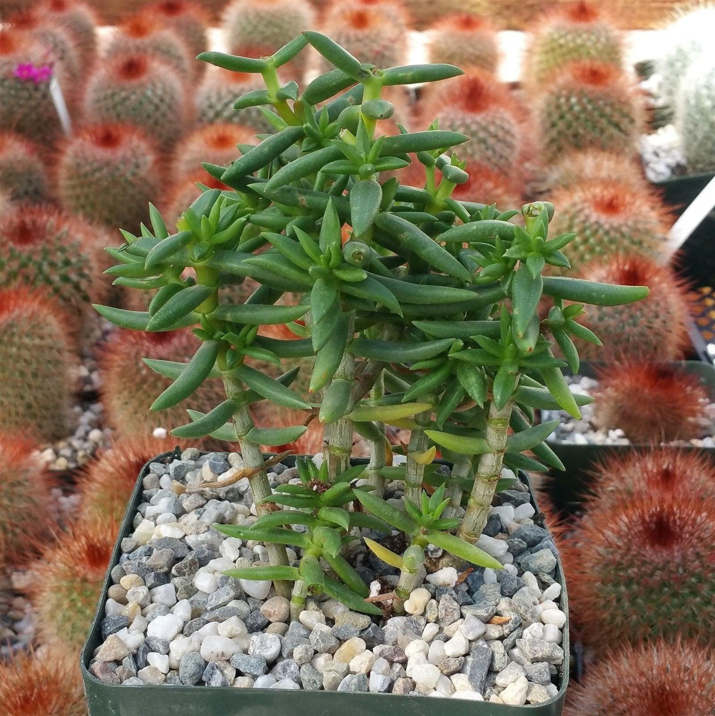 miniature pine tree succulent care Crassula Tetragona' Miniature Pine Tree - Shop Online