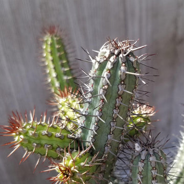 succulents kenya Euphorbia baioensis