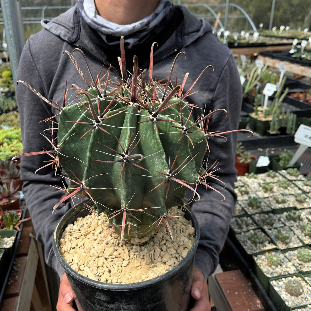Fire Barrel Cactus – Ferocactus gracilis ‘Coloratus’