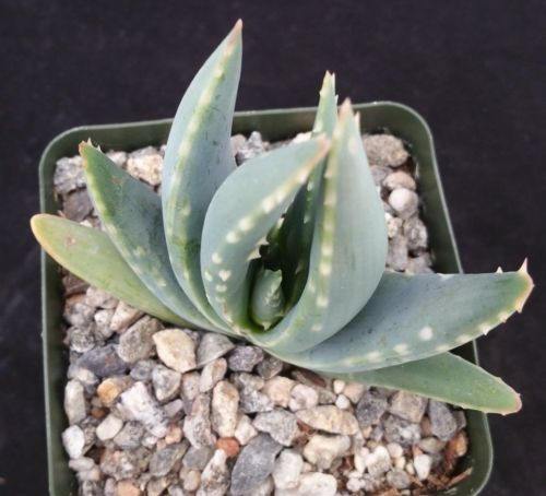 Aloe longistyla