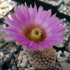 Echinocereus reichenbachii v. minor