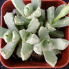 Aloinopsis setifera