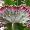 Grafted Euphorbia lactea crest